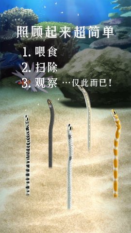 Garden Eel（養(yǎng)育花園鰻的治愈游戲）