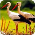 仙鶴模擬器(The White Stork)